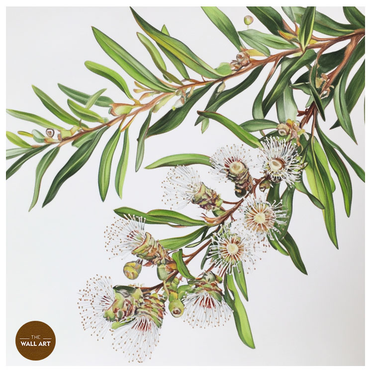 images/products/australian_melaleu_flowers/Australian_Melaleu Flowers_WHITE_P.jpg